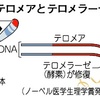 テロメアとテロメラーゼの働き