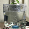 水槽の掃除