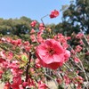 手伝わせておくれよ