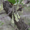 Elaeagnus multiflora var. hortensis　トウグミ