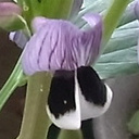花とおしゃべり（庭には花）別館