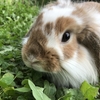 ホーランドロップイヤーの「おーちゃん」です。うさぎとの暮らしを紹介♡