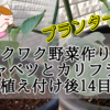 【ワクワク野菜作り！】芽キャベツとカリフラワー　植え付け後14日目