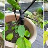鉢植えのナスが絶好調です