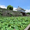 鹿児島城（鶴丸城）跡の堀は、夏になるとハスの葉に覆われる！