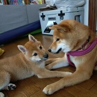 犬バカちゃんリン☆彡蕎麦屋の風鈴♪　ただいま成長中！！はるこちゃんは毎日変わるのよ☆彡
