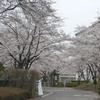 クリーンレイクの桜(4月5日）