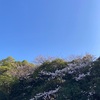 先走り桜