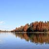 【2024年】水元公園の紅葉｜メタセコイアの森、見頃、紅葉状況、見どころ、バス停（東京都葛飾区）