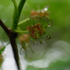 花水木開花