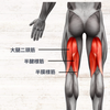 ハムストリングスの豆知識。