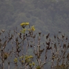 Bay-headed Tanager チャガシラフウキンチョウ