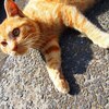 葛西臨海公園でタクシー猫と市場飯