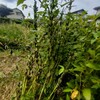 畑日記🌱ビーツ発芽！失敗しないと学ばない…アナログ日記にも植える予定書かなきゃ