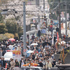 京都八幡・石清水八幡宮の桜