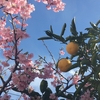庭の河津桜がきれいに咲いています♪