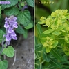 花見れば 花見た頃が 蘇る 花がしおりの タイムトラベル。