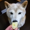 2023年3月16日：犬が食べるりんごと食べないりんご