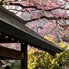 【台東区】ミモザと桜の競演　藏前神社