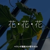 2491食目「花・花・花」ベランダ農園2024夏その18