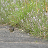 長崎の野鳥（２０１９　０５０１）その３