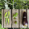 庭で夏野菜 79　【オクラ、ピーマン、ナスビ】