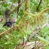 Spring Jewel - Bewick's Wren