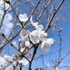 吉野桜(ソメイヨシノ)
