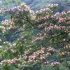 ネムノキの花　花貫ダム