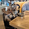 【愛犬とおでかけ】神宮前Tiki’s Tokyoでハワイ気分ランチ＆代々木公園お散歩、真夏のベランダプール満喫
