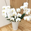 花盛り♪