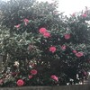 山茶花