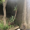 鉢植えのアロエが捨てられていた