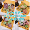 たにログ157 【プレゼント企画】ホワイトデー多肉プレゼント企画の4セットをご紹介！