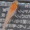 三色にならない三色ラメ