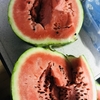 我が家の産物に感謝💓初生りスイカ🍉の甘さに感動🥺