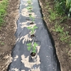 黒大豆の定植　エダマメ、落花生、黒大豆のリレー収穫