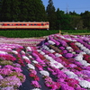札苅の芝桜と急行色のキハ40を撮る！(その1)