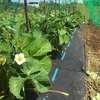 👨‍🌾豊作の予感？やることはやった！