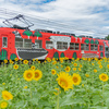 ヒマワリとライチョウ：布市駅