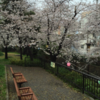 川沿いの桜