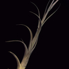 【Tillandsia albida × intermedia】花芽？