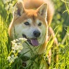 愛犬トムが朝から脱走・・・自作のリードに不備が・・・