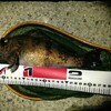 【雑記】今年印象に残った魚