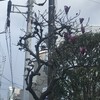木蓮