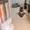 ただただ可愛いうちのサビ猫とクッキーでできたサビ猫。