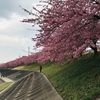 初めての岡崎市河川敷の河津桜です🌸