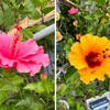 ハイビスカス・仏桑花・扶桑花を詠んだ短歌　　仏桑花柄長の花のゆれゆれて夏の一日は夕さりにけり　岡麓　　一本の蕊のそこのみ濃きいろに真白き扶桑花は靄に浮かべり　北見志保子　　曇りより光射し来るひとときの朱はにじめり仏桑花の花　吉田正俊　　鉢植にくれなゐ静か蕊長く伸びて妖しき仏桑花の花　宮柊二　　仏桑花くれなゐふかく咲き垂るる首里王城の池をめぐれり　岡野弘彦　　朱く咲くオキナワの花仏桑花右にかたむく落暉の真向ふ　平山良明　
