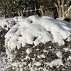 私の住む街でも積雪があった