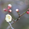 ついに白梅が開花！